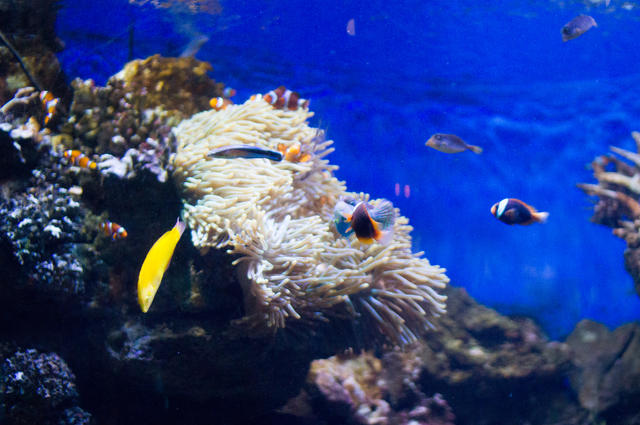 L’aquarium de Barcelone