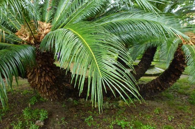 botanical garden agrigento