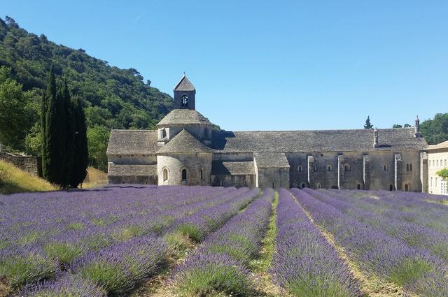 Les champs de lavande de Provence