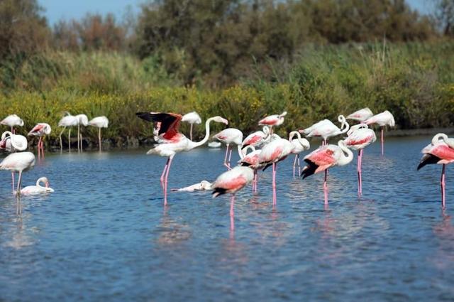 Réserve de Camargue