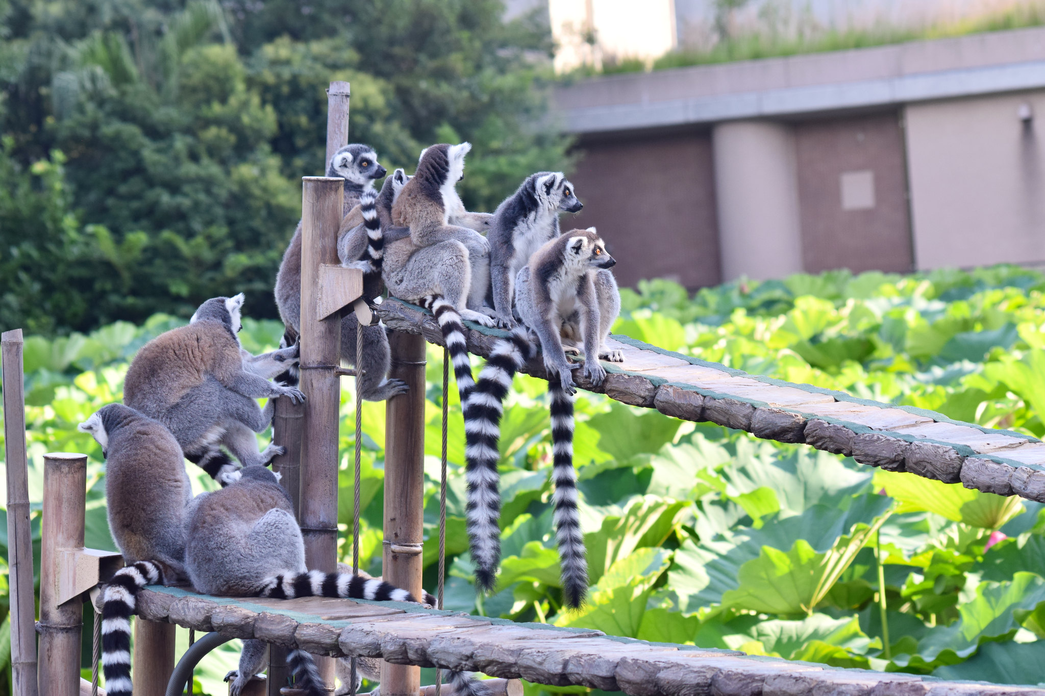 Zoo d’Ueno
