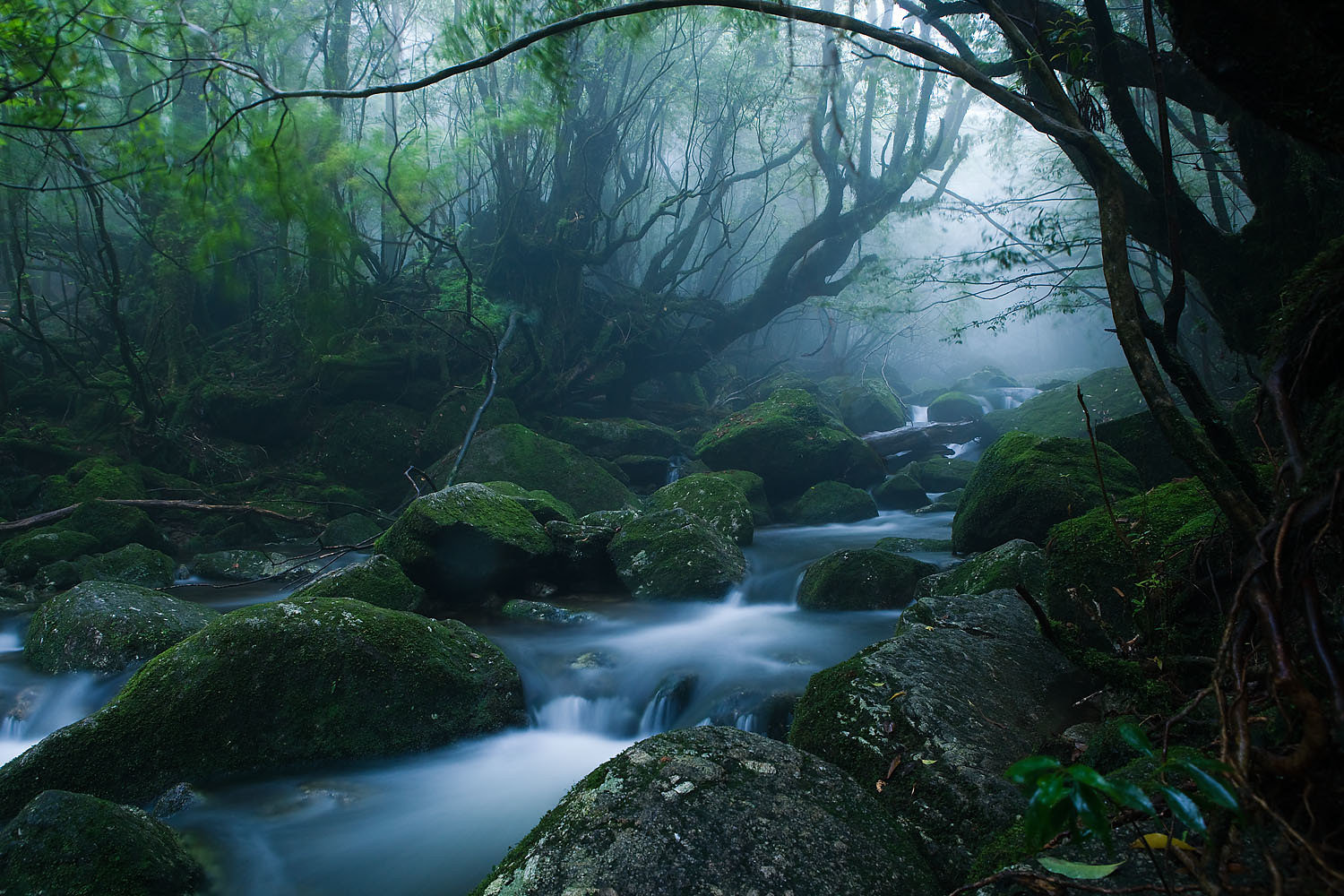 Île de Yakushima