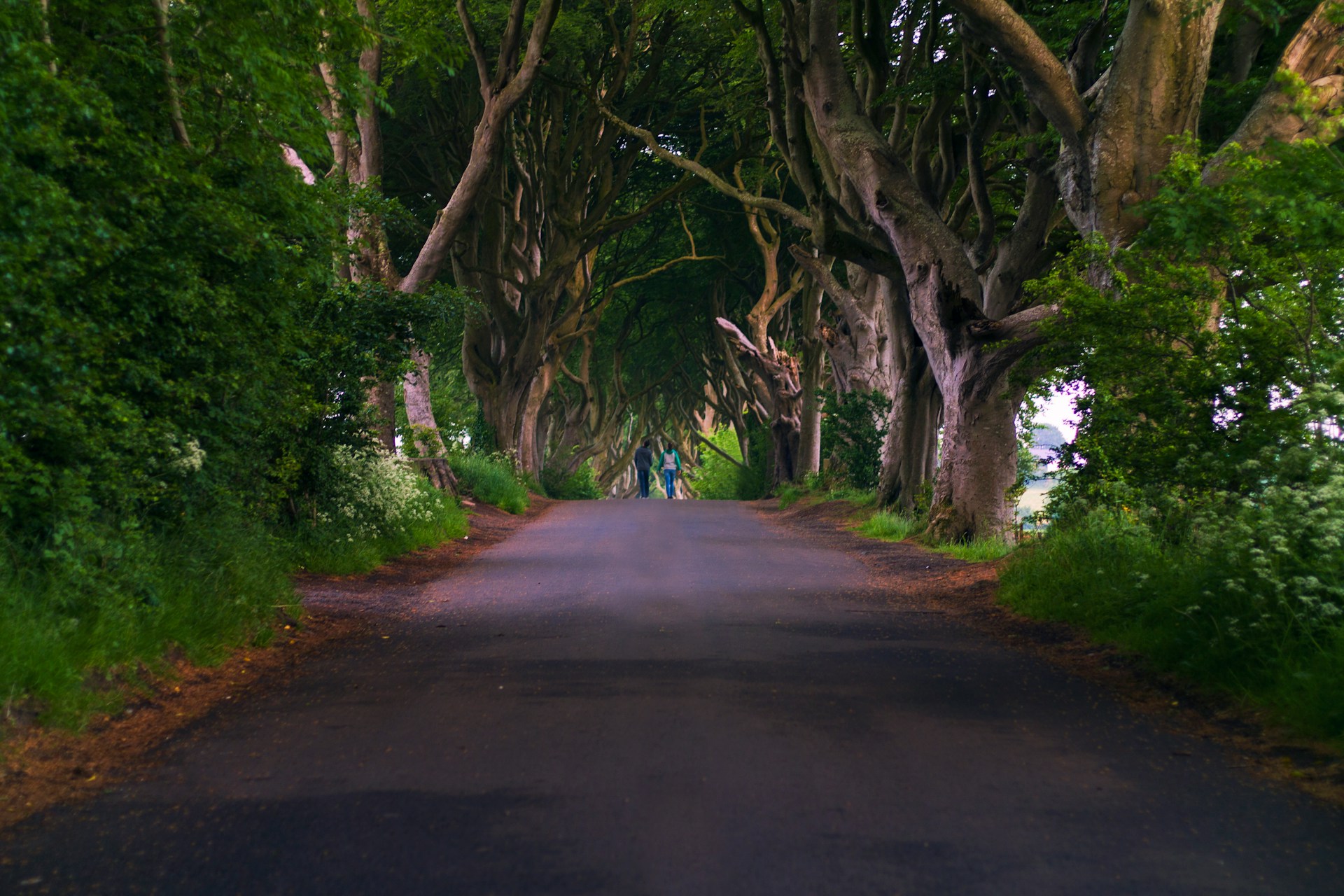 Dark Hedges