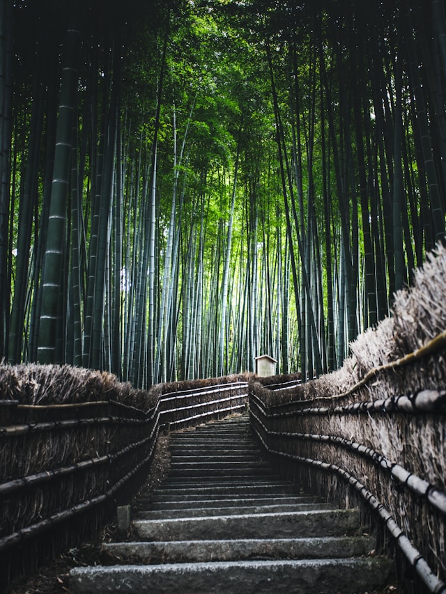 Bamboo