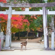 Japon en septembre