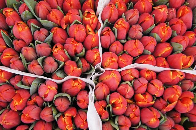 des bulbes de tulipes