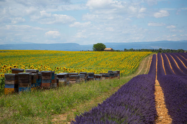 Les champs de lavande de Provence 
