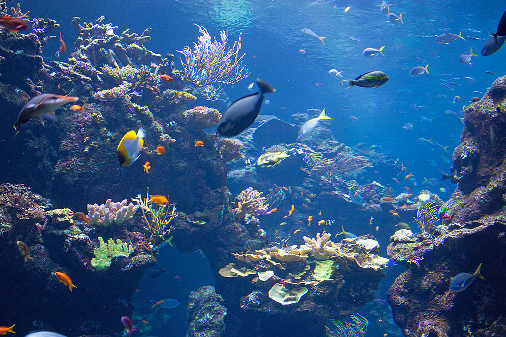 Aquarium de la Baie