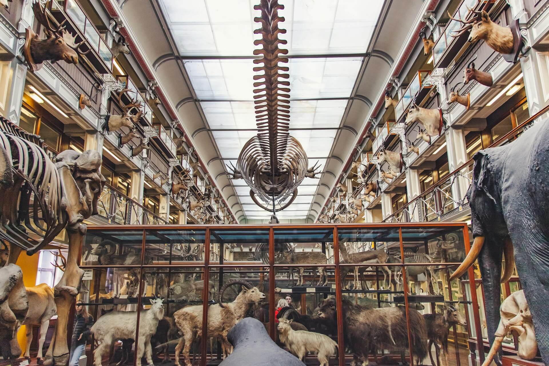 Musée d’histoire naturelle de Dublin